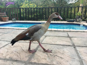 The River Goose